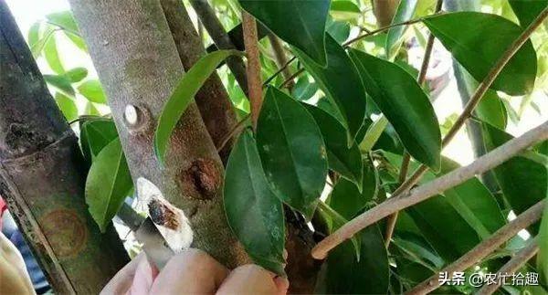 沉香种植方法与技术，沉香种植方法与技术（号称种5年赚5万）