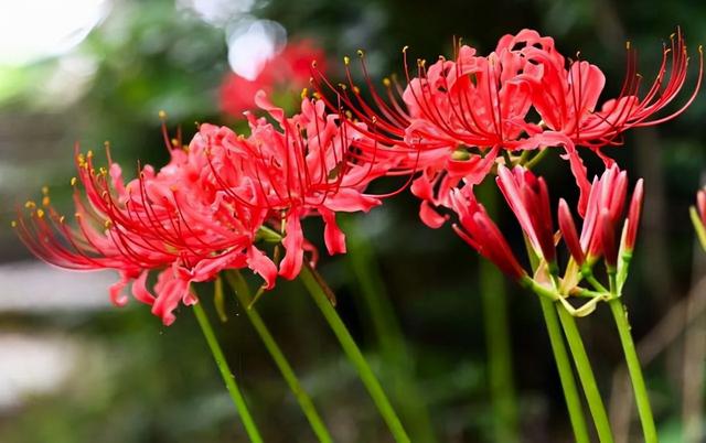 地狱花的花语是什么，地狱花园2021（12种“小毒花”）