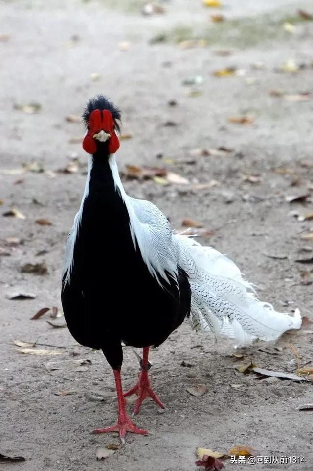 白娴鸟（白娴鸟图片，白娴鸟怎样的养殖（白鹇鸟唯美图片）