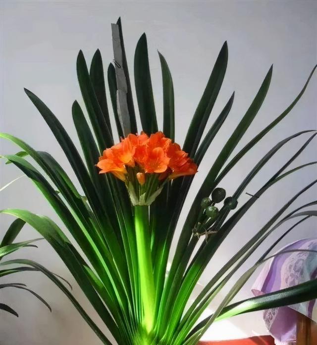 大花君子兰，君子兰开花条件（君子兰冬天要“富养”）