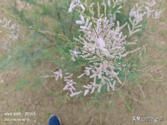 乌龟为什么长寿，乌龟为什么能这么长寿（乌龟为什么能这么长寿呢）