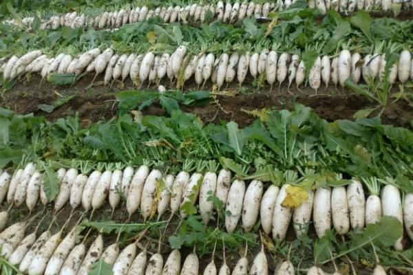 如何学会种萝卜，如何学会种萝卜视频教程（分享白萝卜种植技巧）