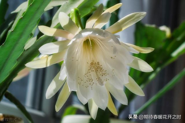 昙花的花语和象征意义，昙花的花语和象征意义是啥（昙花-寓意抓住机遇）