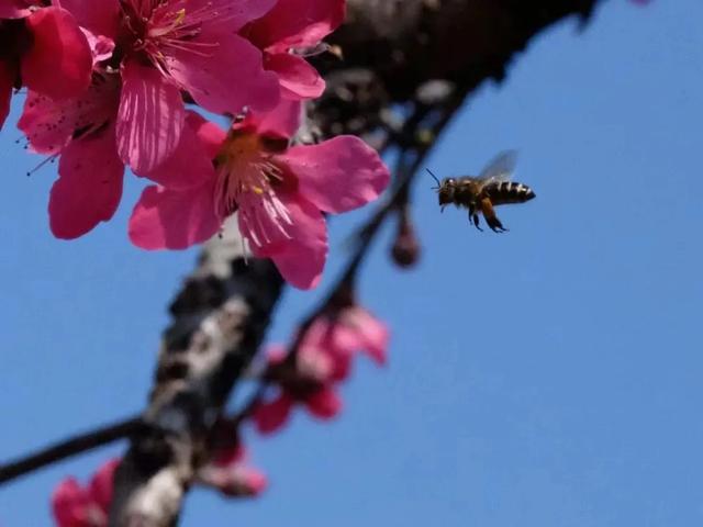 从化旅游景点大全，从化一日游旅游攻略大全（打卡吕田鹰嘴桃花+罗洞工匠小镇麦浪+莲麻小镇）