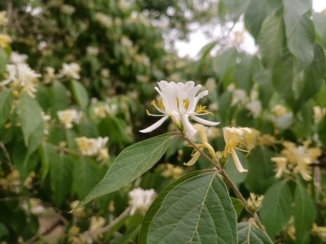 忍冬和金银花的区别，金银花的功效与作用有哪些（忍冬有什么特点）