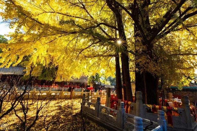 北京风景优美的地方，北京十大最值得去的景点（古寺寻幽、山林品茶）