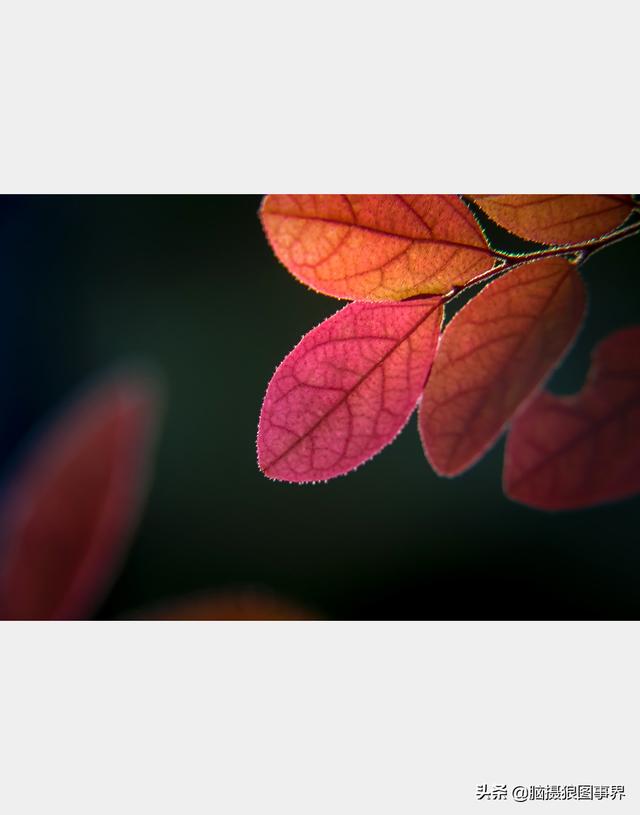 好看的图片。，好看的图片背景（实拍25张唯美的花草照片）