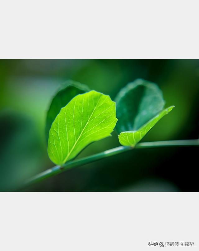 好看的图片。，好看的图片背景（实拍25张唯美的花草照片）