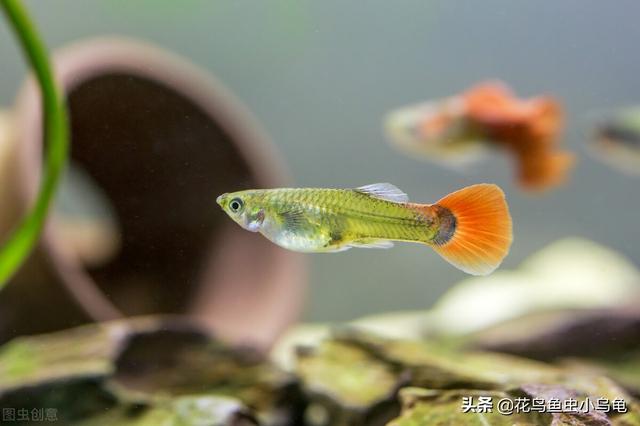 鱼苗养殖高产技术，鱼苗是怎么培育出来的（注意这些事项，小苗长得会更好）