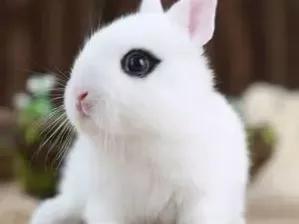 垂耳兔的饲养方法，适合当宠物养的小兔子（垂耳兔该怎么养）