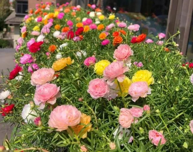 春天开的常见的花，春天开的常见的花图片（超齐全的播种时间表）