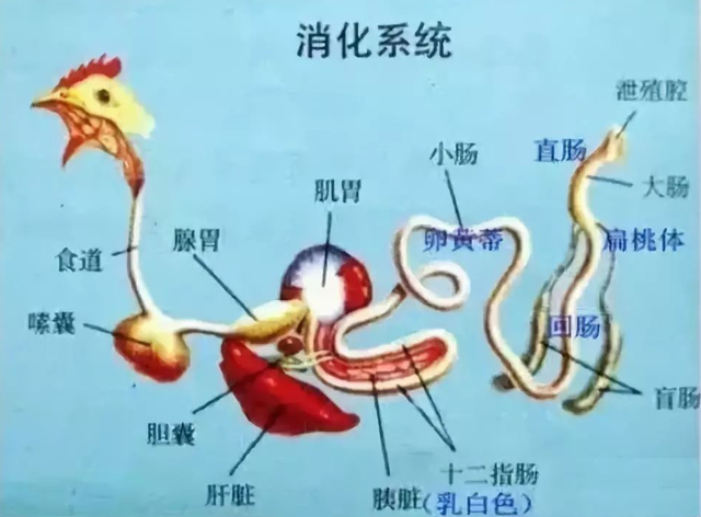 蜈蚣属于昆虫吗，蝎子和蜈蚣是属于昆虫吗（身为五毒之一的蜈蚣竟毒不死公鸡）