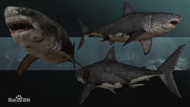 咬合力最强的动物，咬合力最强的12种动物（地球史上最强悍的生物——巨齿鲨）