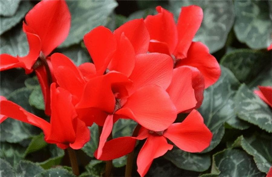 仙鹤来花语，仙鹤和花的成语（花百科——仙客来）