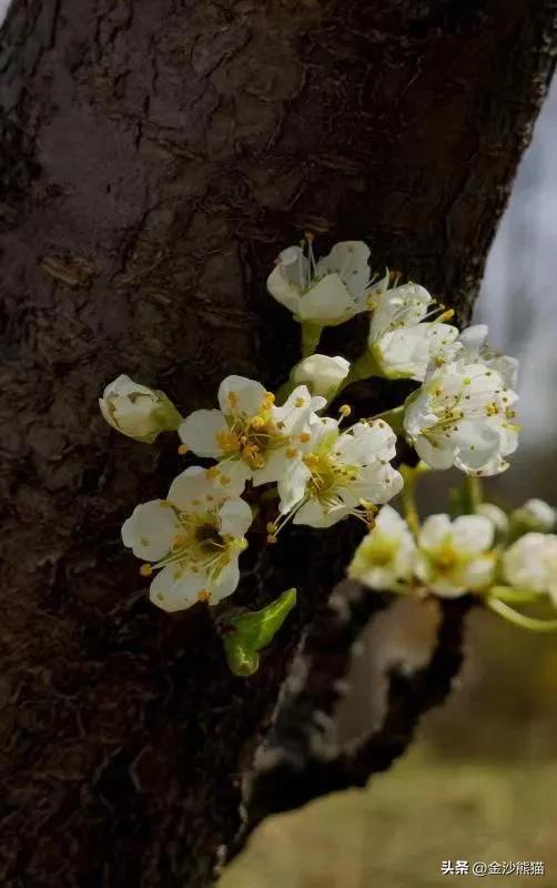 春天的花有哪些，夏天的花有哪些（<一>棣棠花、紫荆花、梨花和丁香花）