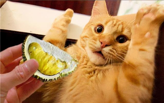 猫咪可以吃苹果吗，猫咪喜不喜欢吃水果（再次提醒：这几种水果不要喂猫）