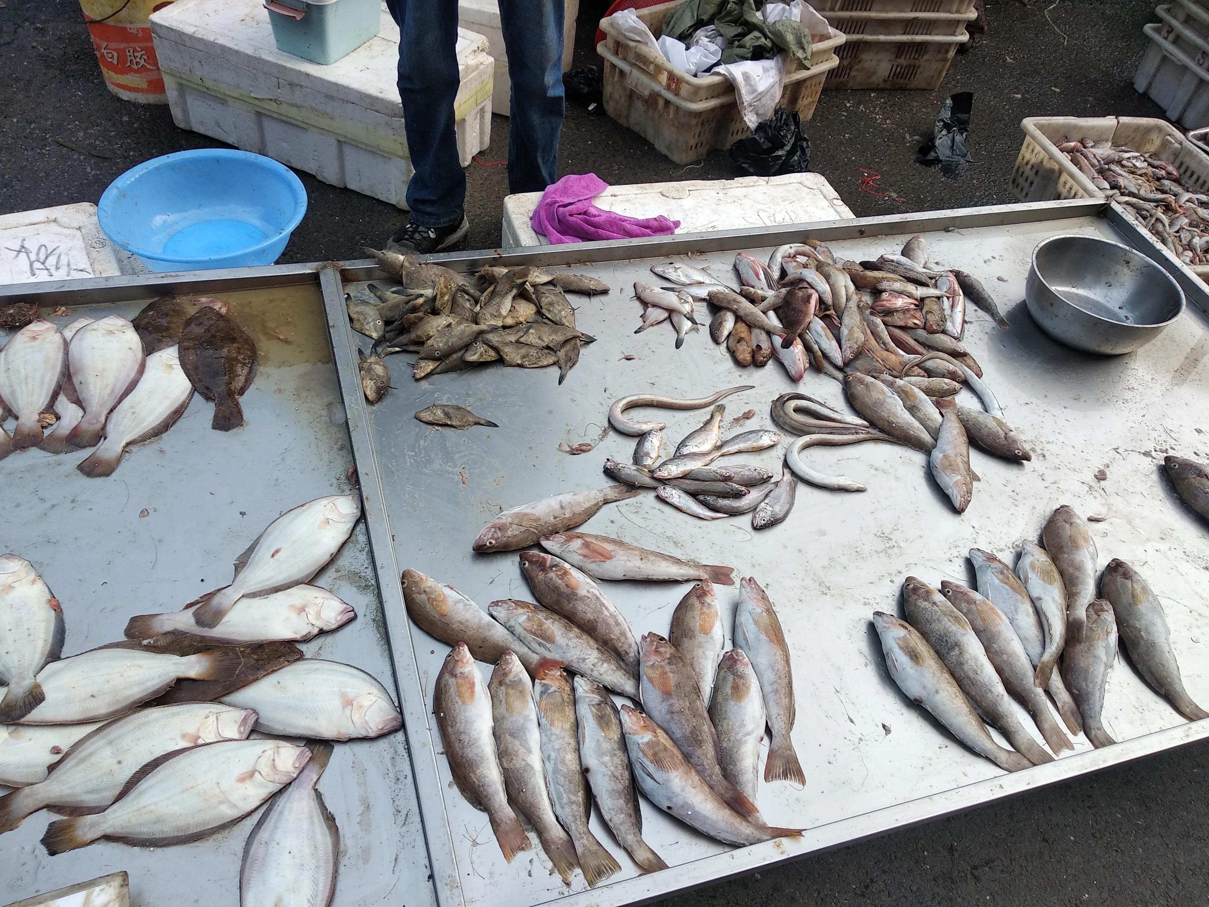 北方沿海惊现无头鲨鱼，四起离奇事件引发海洋生态与捕捞安全双重关注