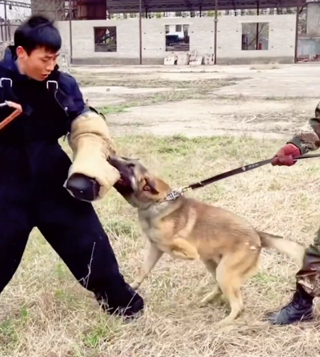 巴顿犬多少钱 巴顿 军犬