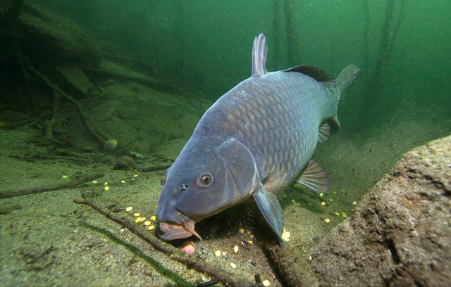 长江中游与下游的分界点是(十里江湾出现鲤鱼群)