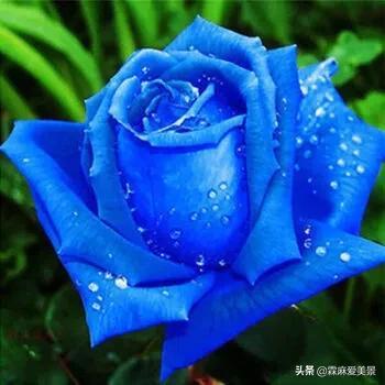 蓝色妖姬花语，分享图片—醉美的蓝色妖姬（蓝色妖姬花语文案）