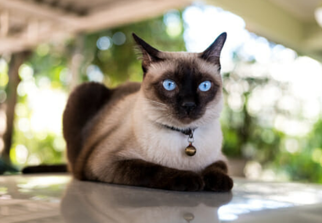 纯种暹罗猫的耳朵很大很尖,耳底宽阔而且覆盖了重点色,耳朵末端较尖