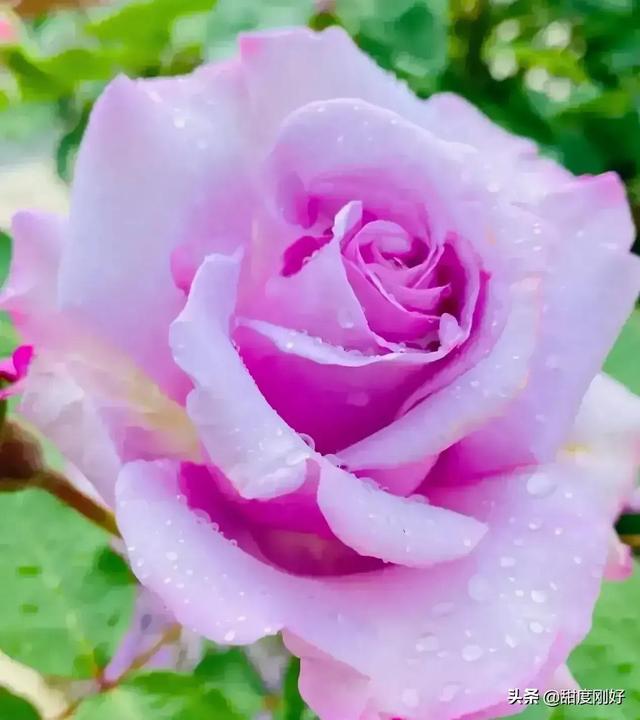 四字词语鲜艳夺目如何怎么样造句子，形容色彩鲜艳绚丽的四字词语（美丽动人的花花）