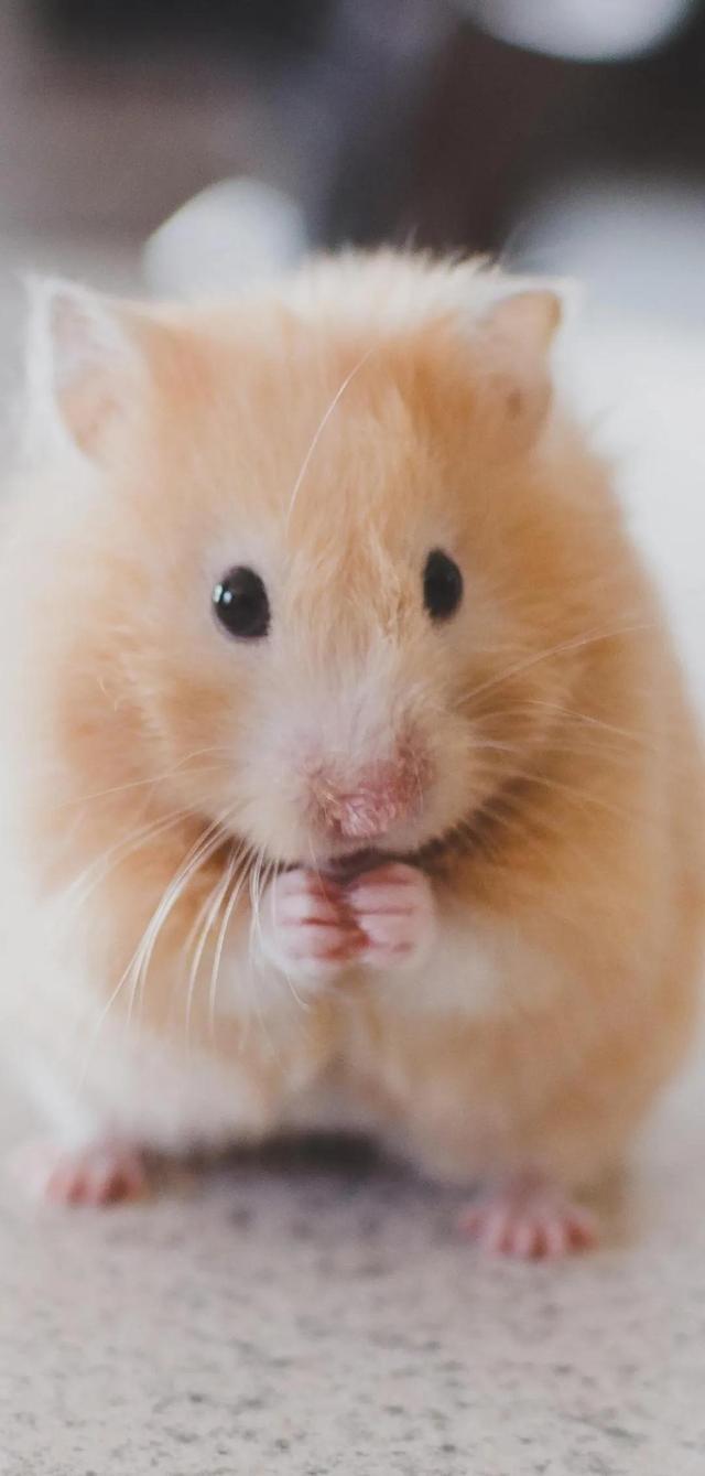 治愈系暖萌动物高清壁纸，温暖治愈系卡通图片（壁纸丨高清全屏萌萌的动物壁纸）