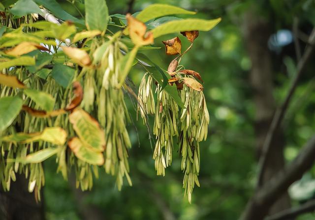 松树的寓意象征是什么，松树摆件寓意是什么（5种树寓意积极向上）