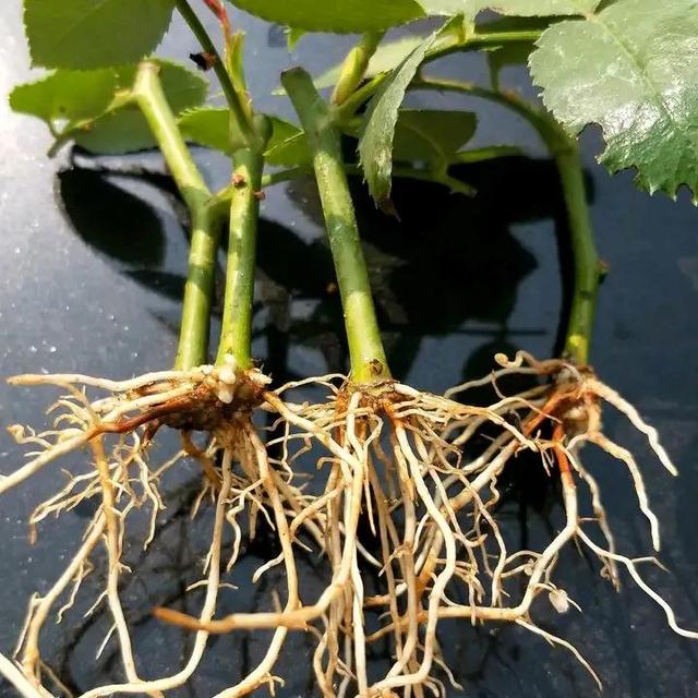 如何折花，如何折花朵简单方法（冬天不花一分钱养花）