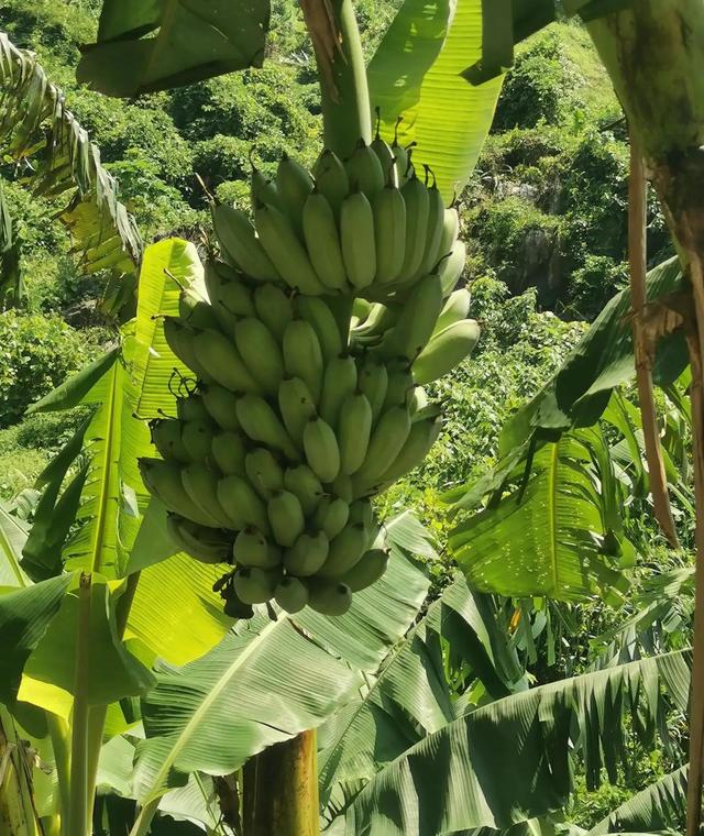 边疆处处赛江南，边疆处处赛江南歌词（边疆处处赛江南）