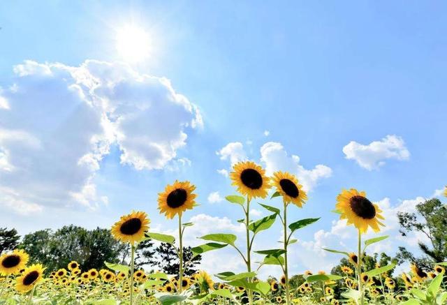 好句子日记摘抄，好句子日记摘抄初中（随手记录生活与心情）