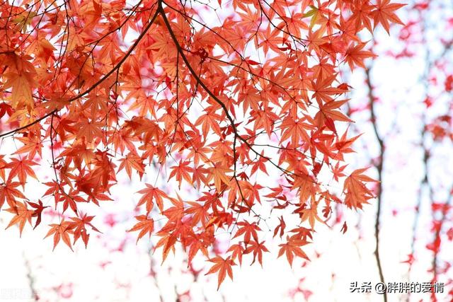 宽容个性话语，宽容个性话语怎么写（乐观的心态来自宽容）