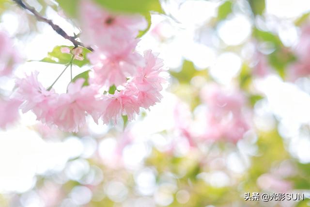 樱花象征着什么，樱花代表的寓意是什么意思（樱花的花语）