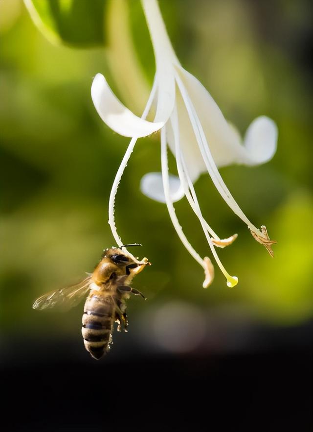 金银花又叫什么，金银藤别名是什么（自然界中的金色天使）