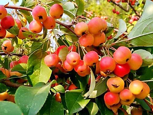 西府海棠图片，西府海棠～花苞胭脂点点（西府海棠）