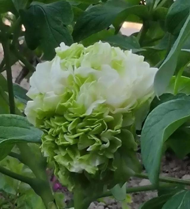 牡丹有哪些品种，牡丹有哪些品种(要名称)（精美绝伦的牡丹花十大品种图片欣赏）