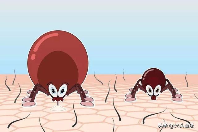 蜱虫有毒吗，蜱虫的危害（小时候拿来当“玩具”的蜱虫）