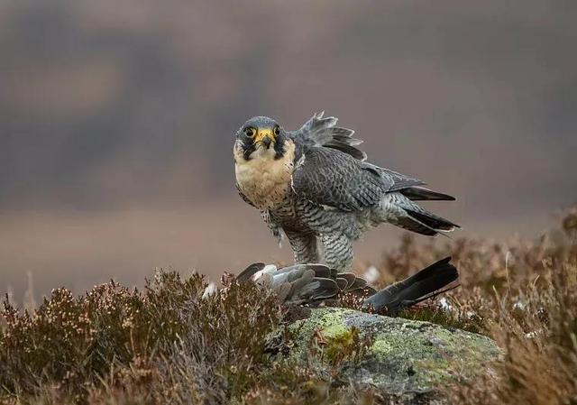 海母和水母区别，海母和水母图片大全（罕见的36张照片）