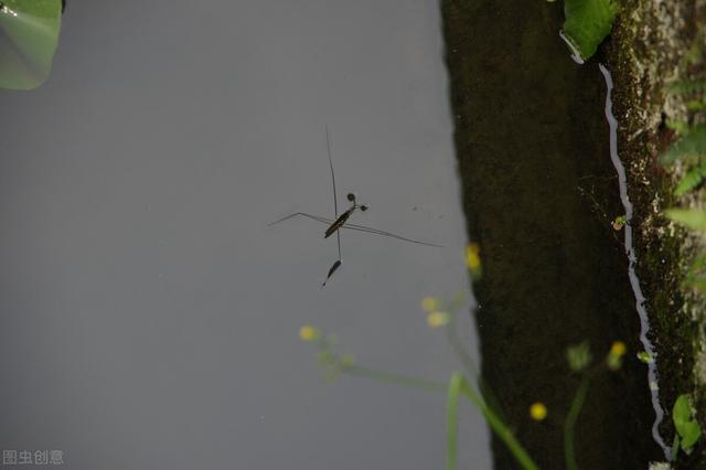 香油是什么，香油是什么意思（农村水上常见昆虫）