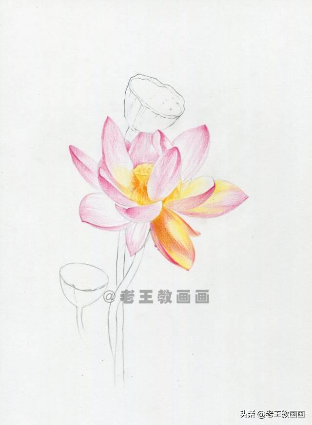 荷花简笔画带颜色，夏天荷花彩色简笔画