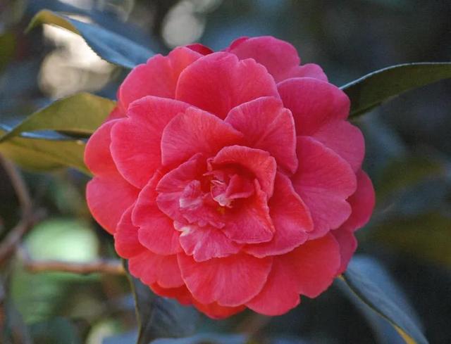 春天的花代表，春天的花代表什么（<一>君子兰、杜鹃、茶花、梅花、长寿花）