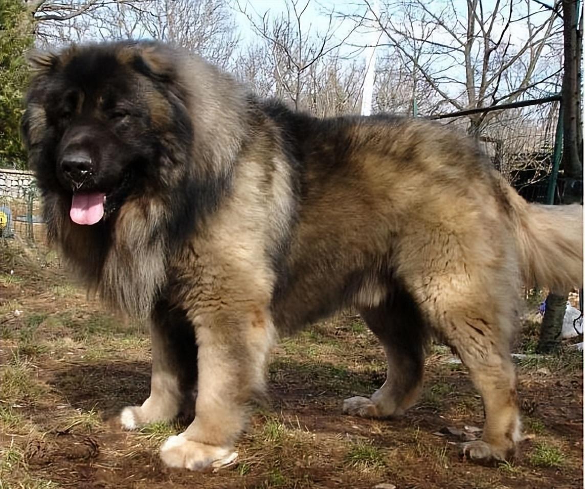 1:比特犬饲养过比特犬的主人都清楚,它是一只很烈性的犬种,攻击性特别