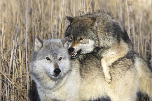狼和狗在一起图片