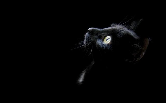 黑猫好不好?吉不吉利，黑猫进宅预兆好不好（老一辈说：养猫别养“黑猫”）