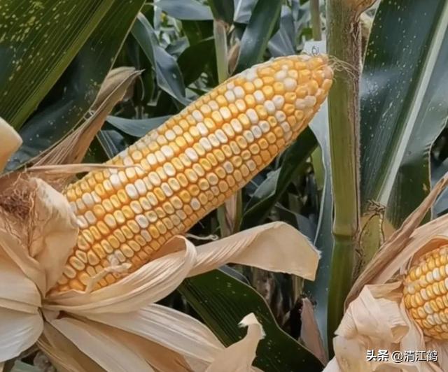 怎么判断玉米熟没熟，怎样判断玉米熟没熟（在“假熟”期收获玉米会“得不偿失”）
