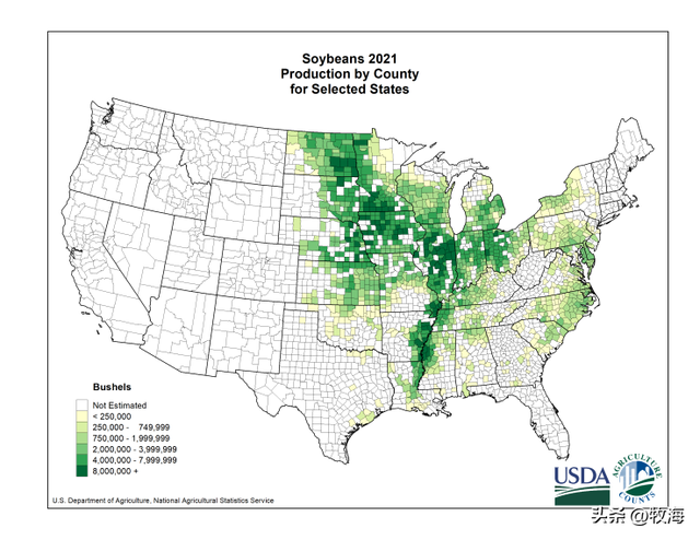 大豆和黄豆一样吗，大豆和黄豆是一个东西吗（泗洪发现的野生大豆）