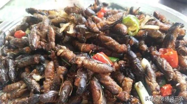 蝼蛄是益虫还是害虫，蝼蛄是益虫还是害虫吃什么（腊月卖到100元一斤）