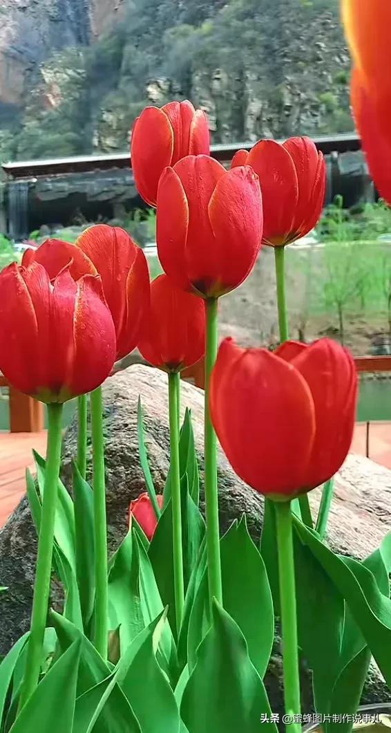 花花草草图片,壁纸美图,春暖花开,百花齐放,鸟语花香