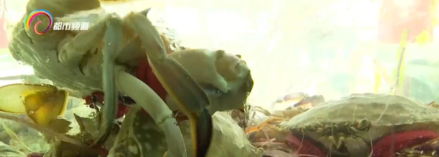 怎么样可以养殖缅甸蟹，缅甸蟹可以淡水养殖吗（想要膏肥黄满还得再等等）