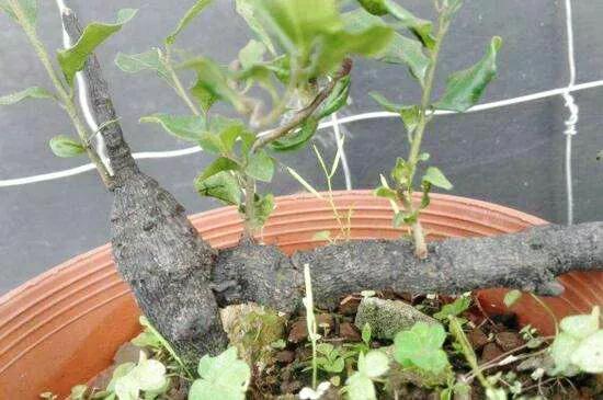 赤楠的养殖方法，赤楠怎么养殖方法（提早预防和积极补救）